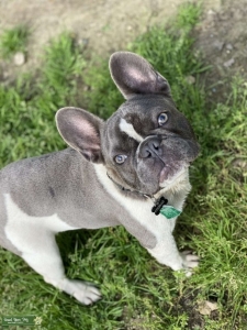 Blue and White French Bulldog  Listing Image