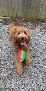 Goldendoodle Listing Image