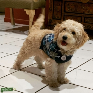 Cream mini goldendoodle  Listing Image