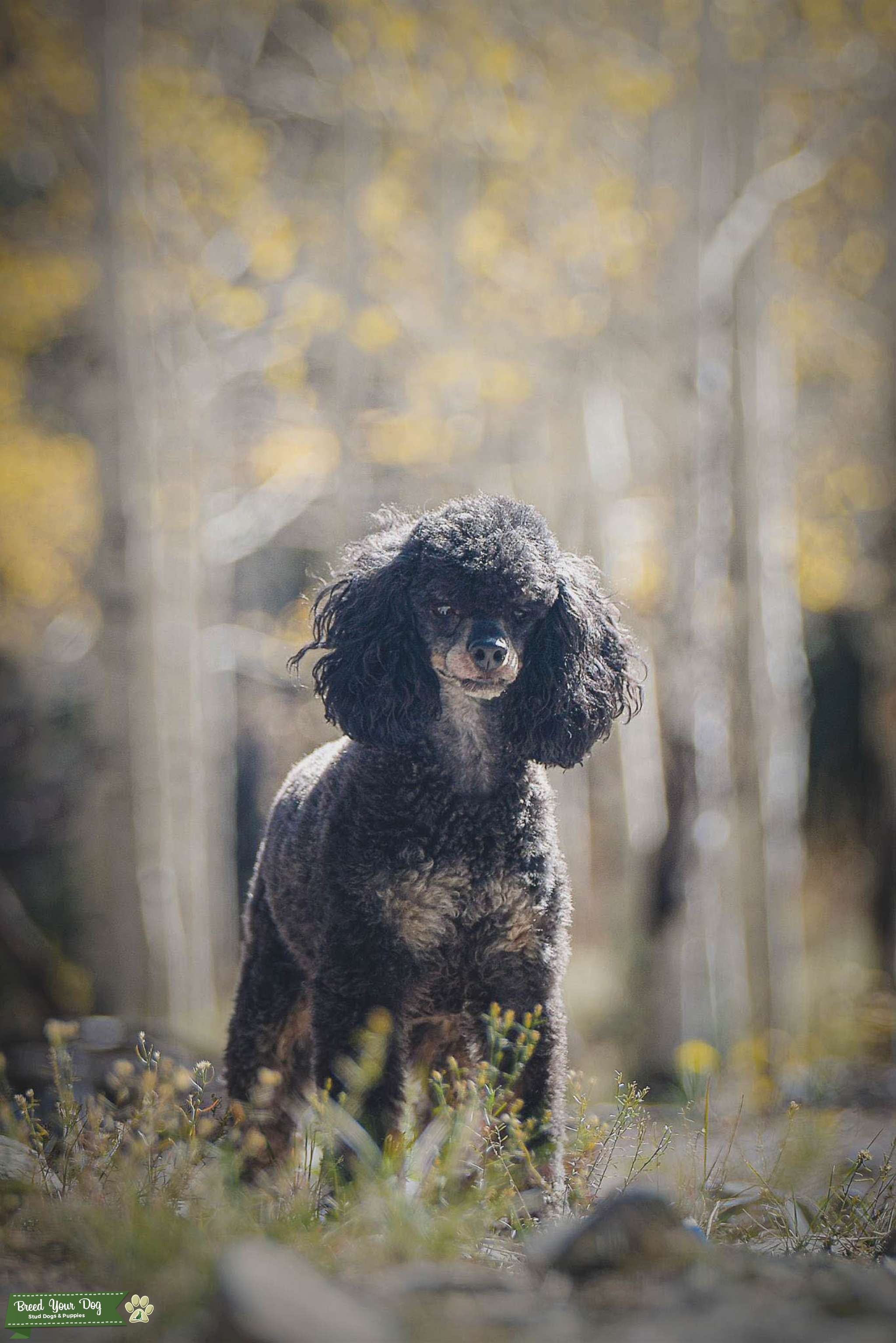 AKC Health Tested Miniature Phantom Poodle Stud Dog in Arizona, the