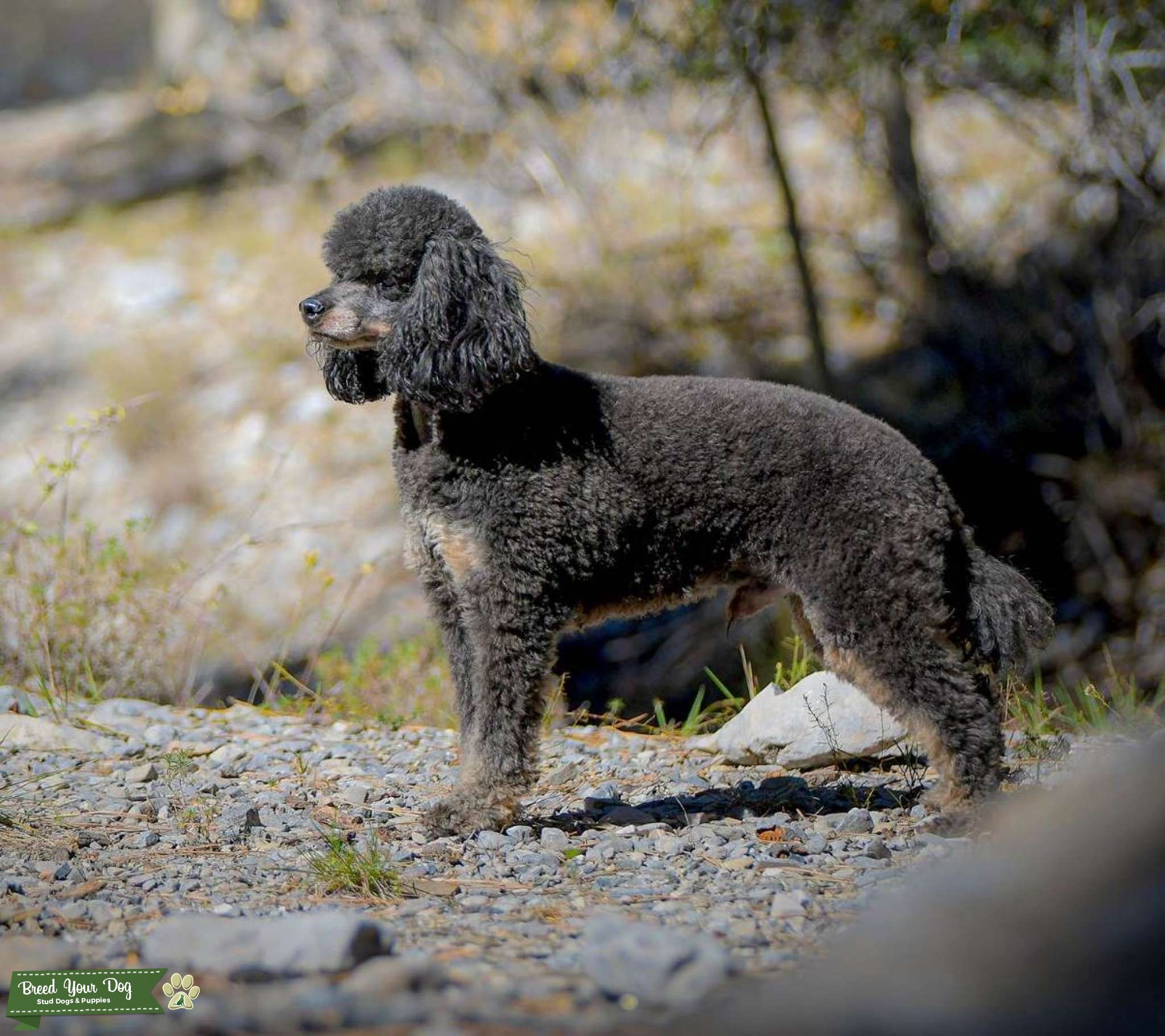AKC Health Tested Miniature Phantom Poodle Stud Dog in Arizona, the