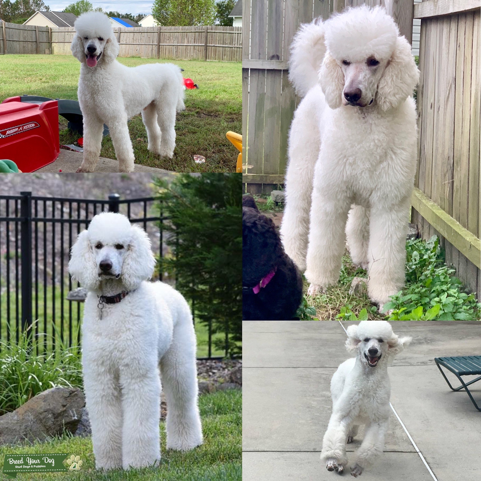 AKC Standard Poodle Stud Stud Dog in NC, the United States Breed Your Dog