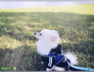 Pomeranian Stud looking for female Pom Listing Image
