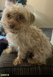 Teacup Yorkiepoo Stud Listing Image