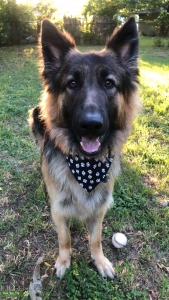 German Shepherd stud Listing Image