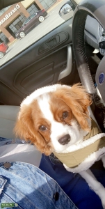 AKC Full Bred Cavi King Charles  Listing Image