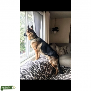 GSD stud  Listing Image