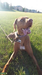 Beautiful Vizsla bitch AKC registered  Listing Image