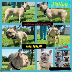 Blue Fawn stud Listing Image