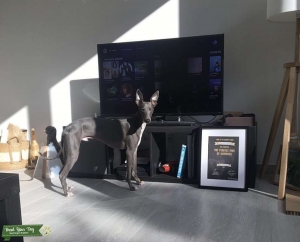 Looking for whippet  bitch Listing Image