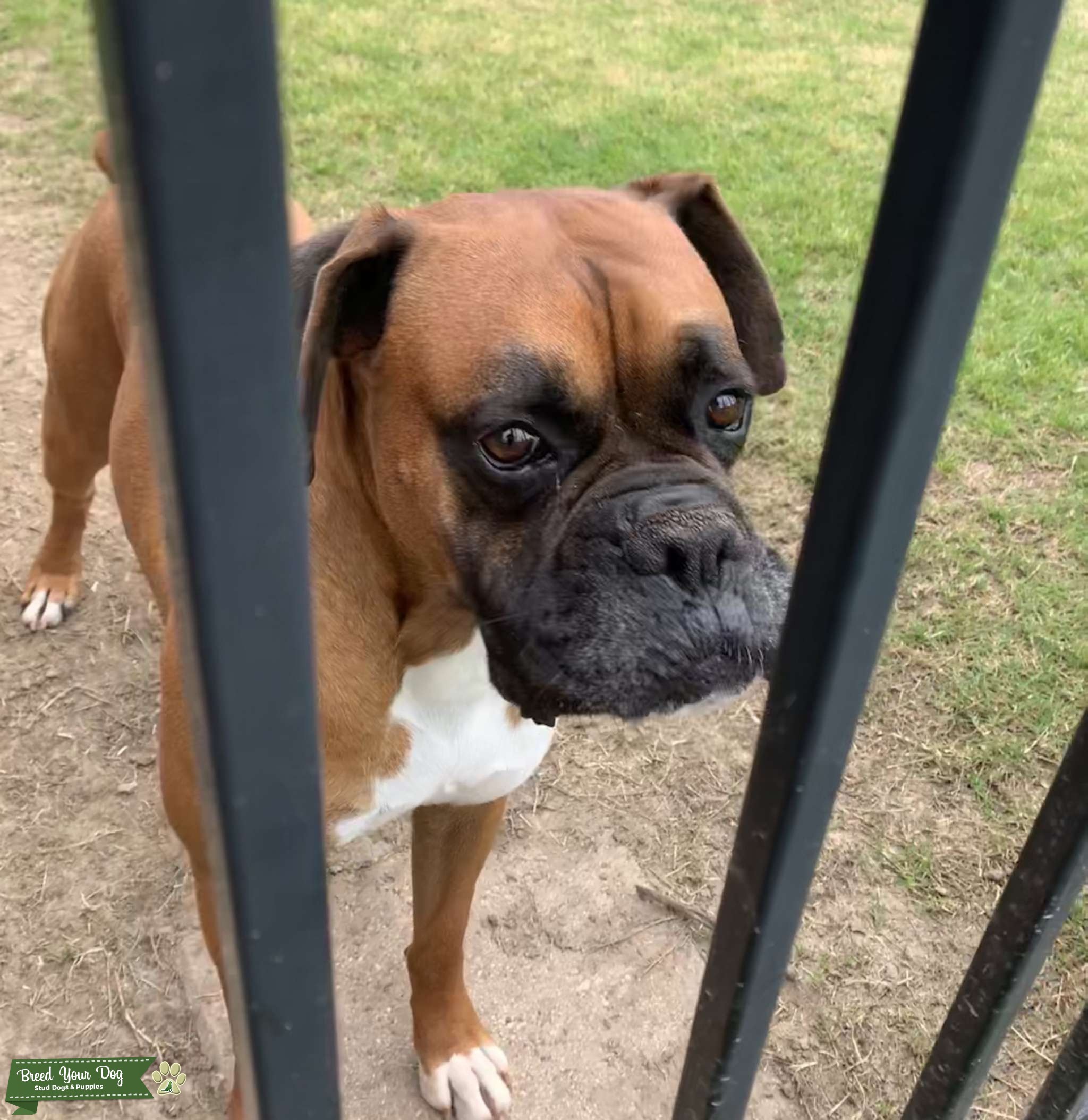 Boxer Stud Stud Dog in Oklahoma , the United States Breed Your Dog