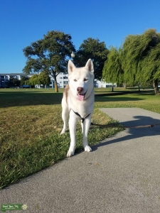 Siberian Husky Mix Listing Image