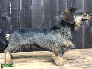 STUD AVAILABLE- BEDDLWYNOG VOLOS Listing Image