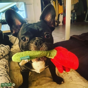AKC registered Frenchie Listing Image