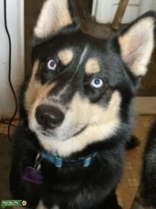 Black blue eye husky Listing Image