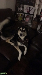 Black & White Siberian Husky  Listing Image