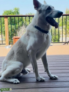 White German Shepherd Listing Image