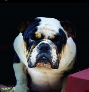 Tri Black English Bulldog Champion Listing Image