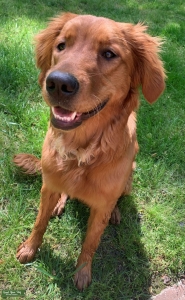Golden Retriever Female Listing Image