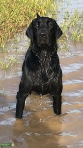 Working (Hunting)  stock Labrador Retriever (Black) Dog for Stud Listing Image