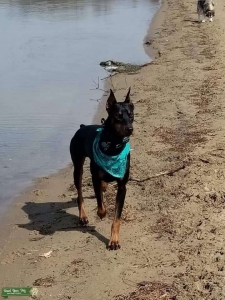 Doberman Pinscher stud Listing Image