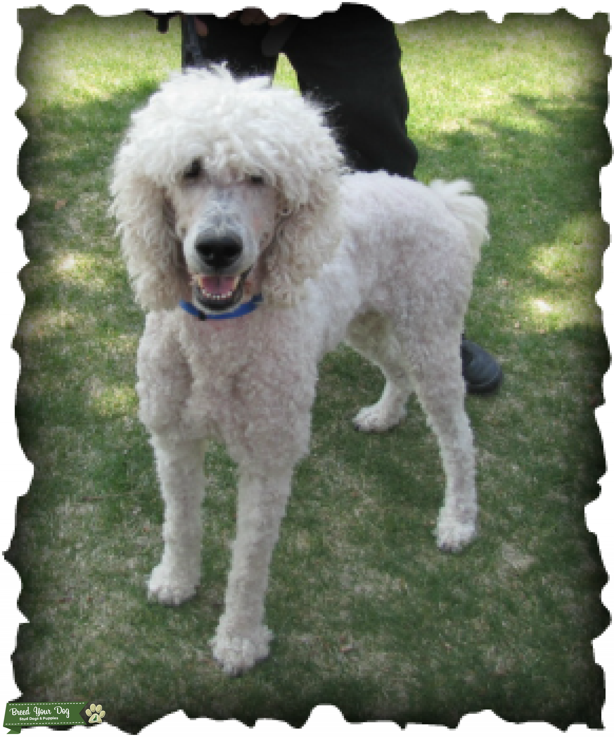 Standard Poodle Proven Stud Service Stud Dog in Idaho, the United