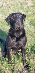 Beautiful male ready to stud Listing Image