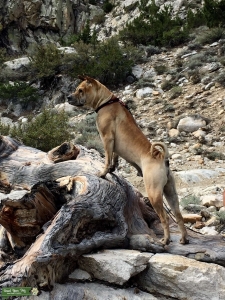 Stud Dog Listing Image
