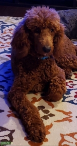 Red Standard Poodle Listing Image
