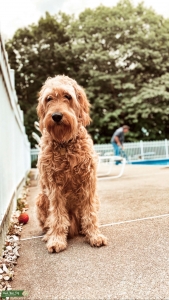 Golden Doodle Stud Listing Image