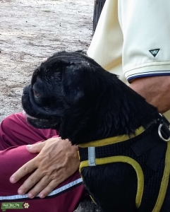 BLACK PUG Listing Image