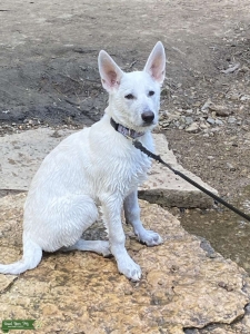WHITE GERMAN SHEPHERD  Listing Image
