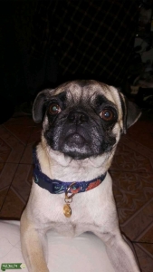 Cute pug Listing Image