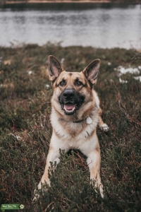 GSD 2yo. Stud Listing Image