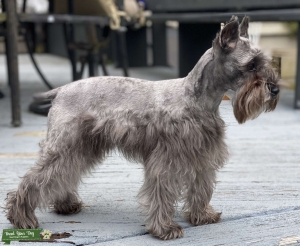 Toy Schnauzer Looking for a stud Listing Image