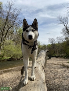 Husky male Listing Image