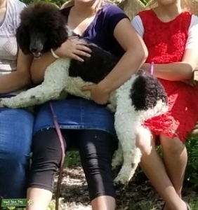 Standard Poodle Listing Image
