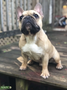 TOP QUALITY AKC FRENCH BULLDOG STUD Listing Image