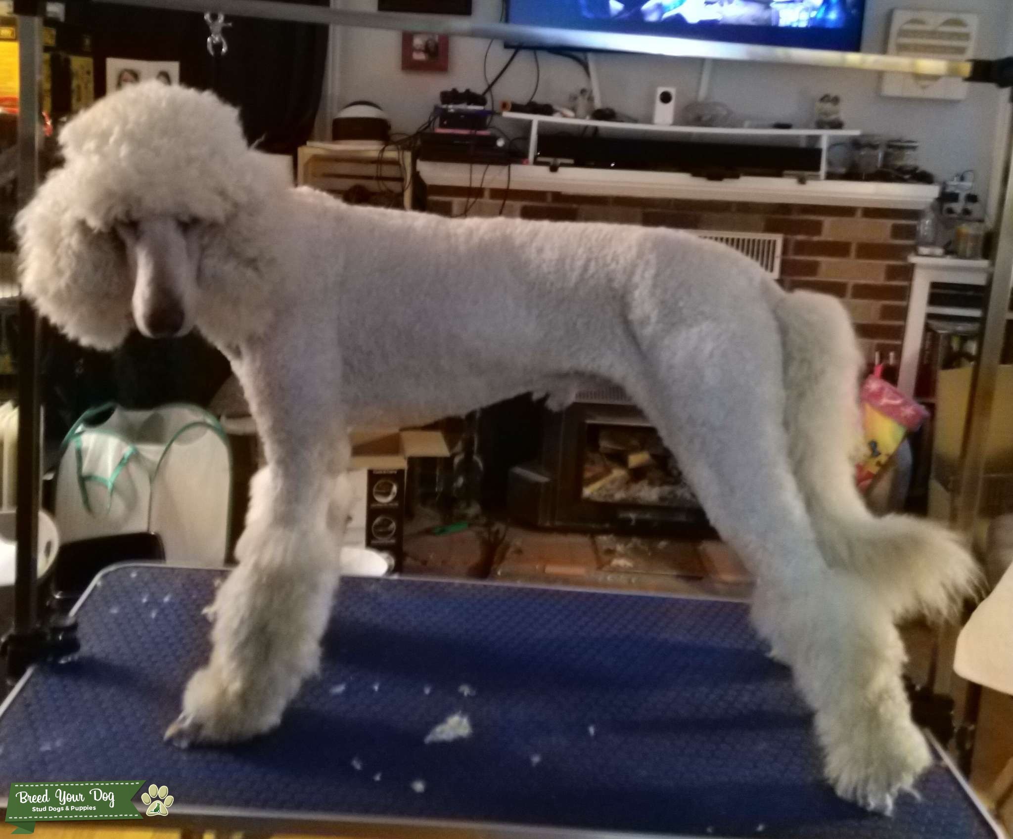 White Standard Poodle Stud Dog in Oregon, the United States Breed