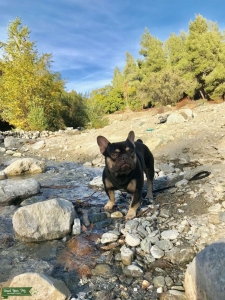 Black and Tan full pedigree Frenchie Listing Image