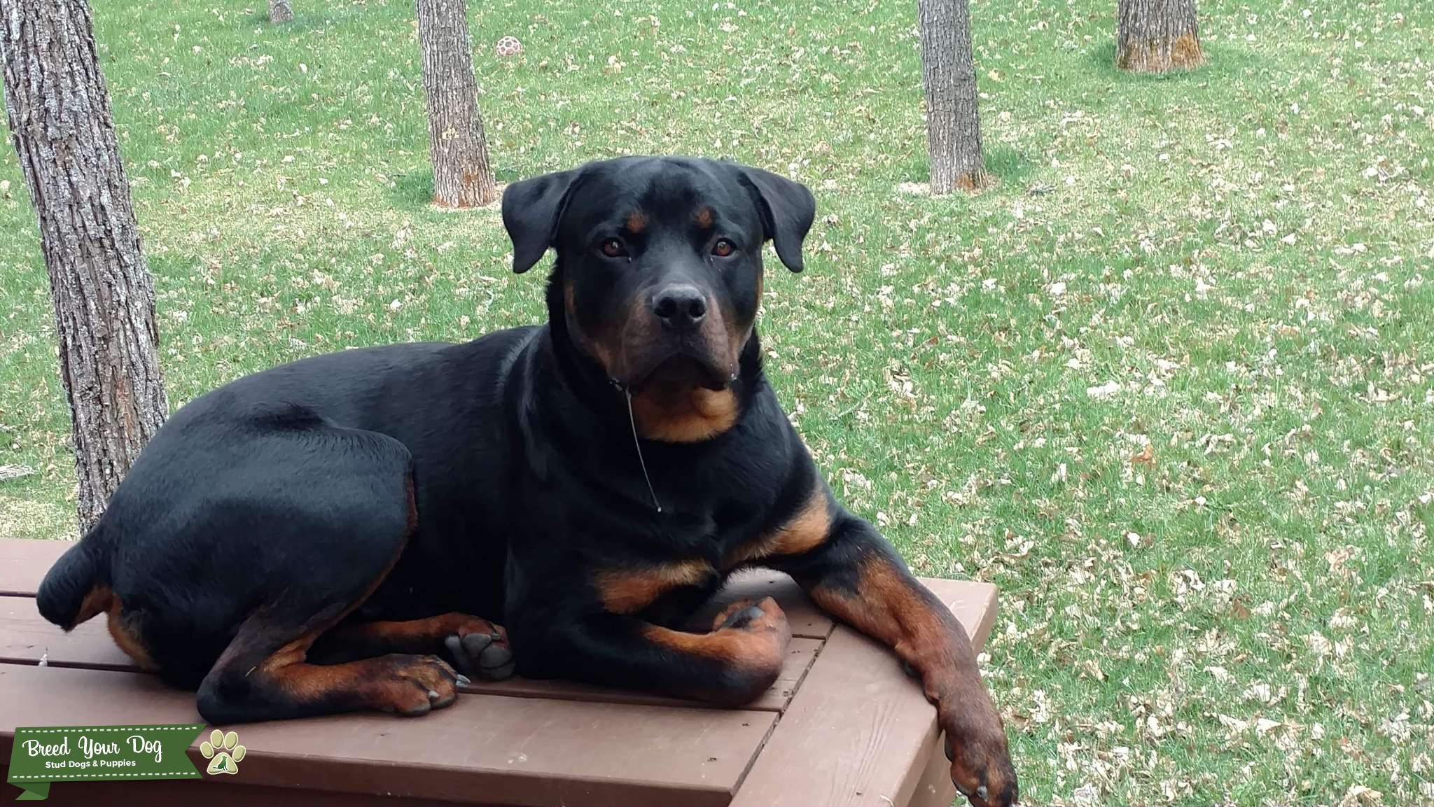 German Rottweiler Stud Stud Dog in OH, the United States Breed Your Dog