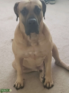 Champion Bloodline Presa Canario for studding Listing Image