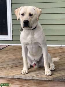Cream lab male Listing Image