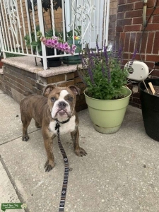Gorgeous English Bulldog  Listing Image