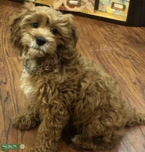 Male Cavapoo looking for love Listing Image
