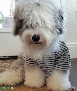 Mini sheepadoodle looking for love Listing Image