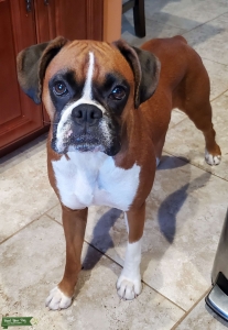 Female Boxer Listing Image