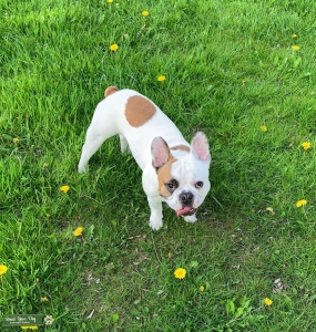 Brown Spotted Bulldog Listing Image
