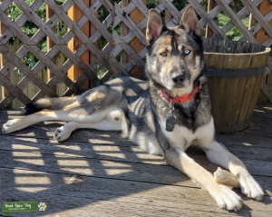 German Shepherd/Husky Male Stud Listing Image