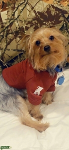 Yorkshire Terrier  Listing Image